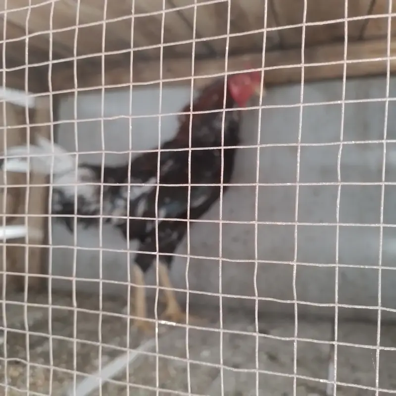 Aseel for sale 4 male 3 female — photo 11