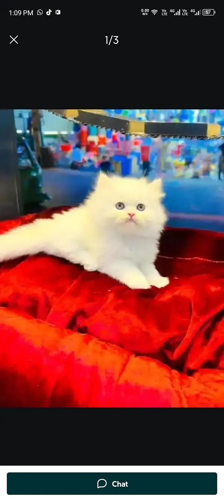 Persian cat for sale 2 month age available — photo 2