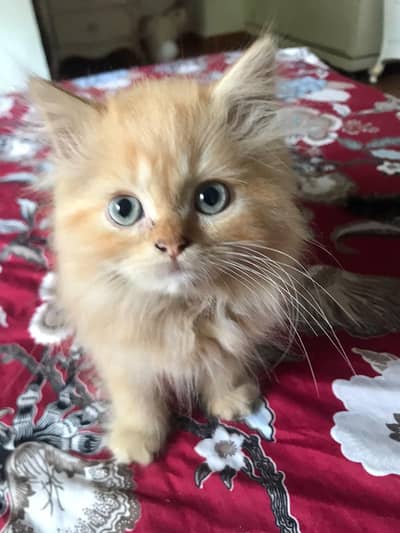 Persian kittens