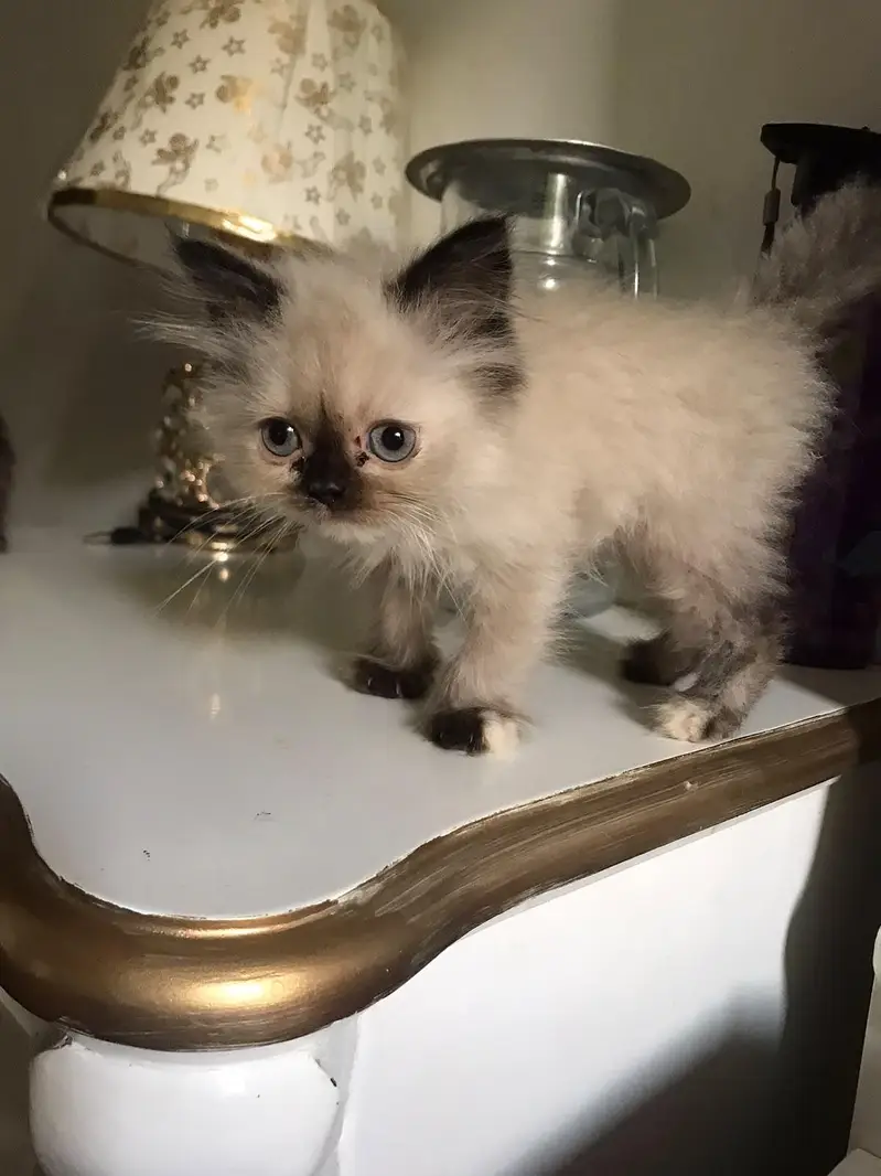 Persian kittens — photo 2