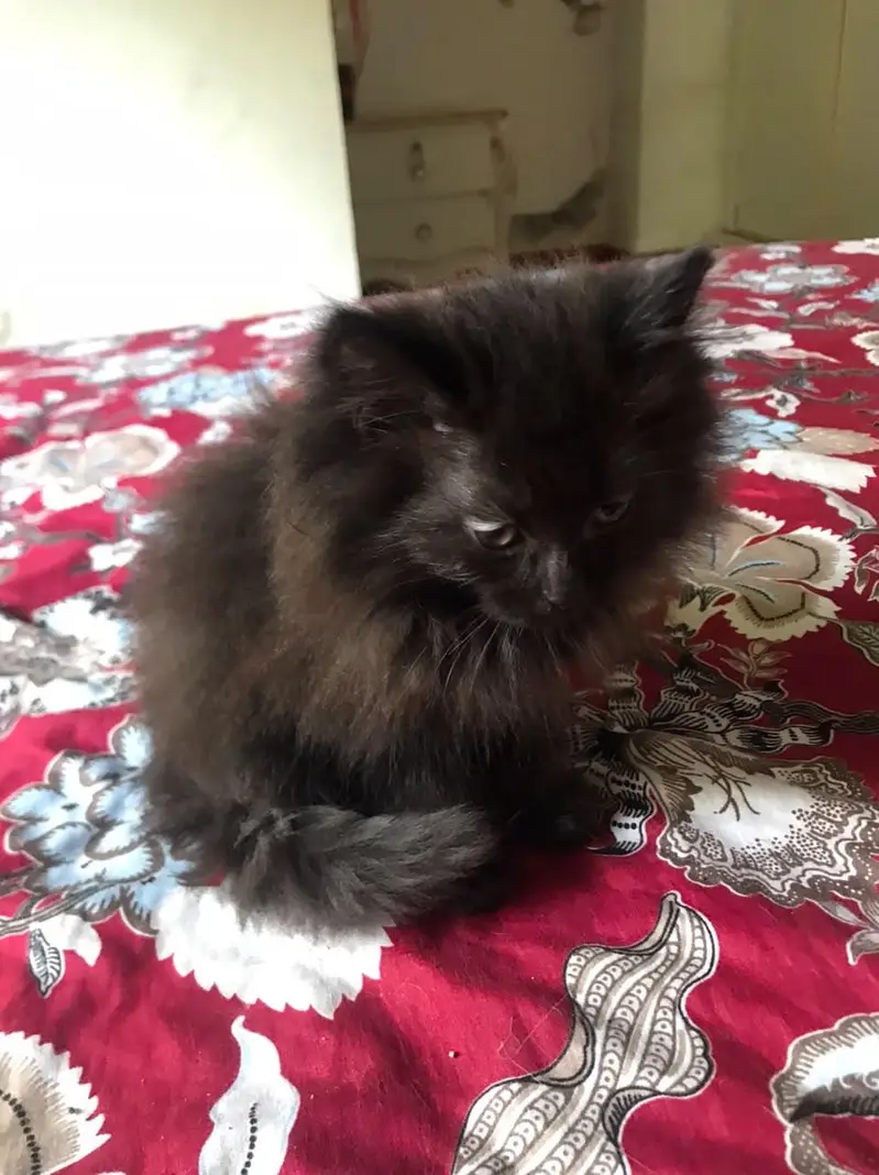 Persian kittens — photo 3