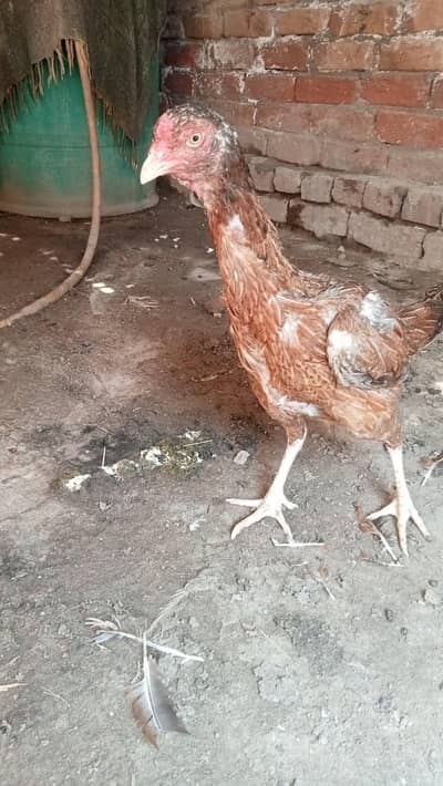 Aseel female