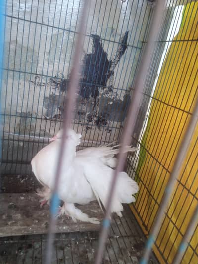 American lakay