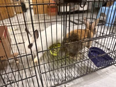 Hotot dwarf rabbit bunny