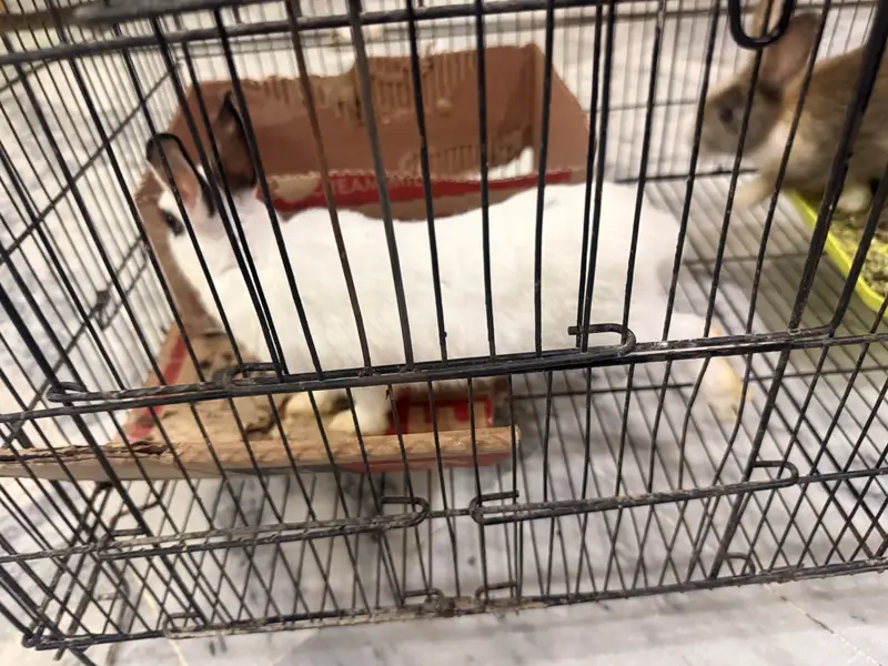 Hotot dwarf rabbit bunny — photo 2