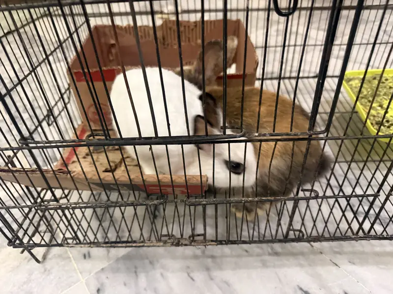 Hotot dwarf rabbit bunny — photo 3