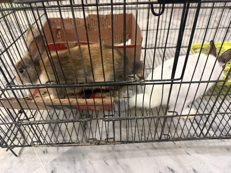 Hotot dwarf rabbit bunny — photo 4