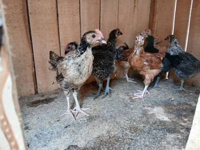 Desi Murgi chiks