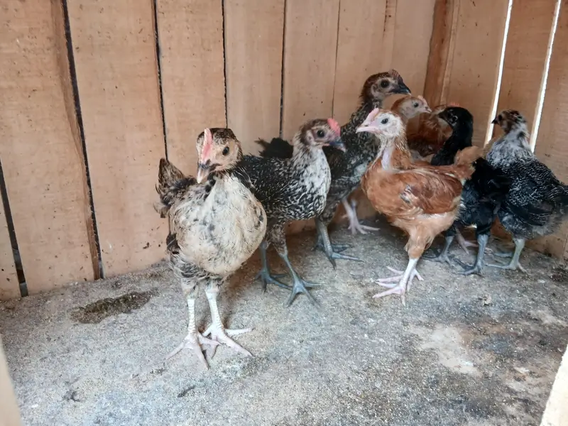 Desi Murgi chiks — photo 2