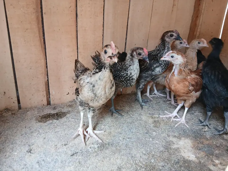 Desi Murgi chiks — photo 3