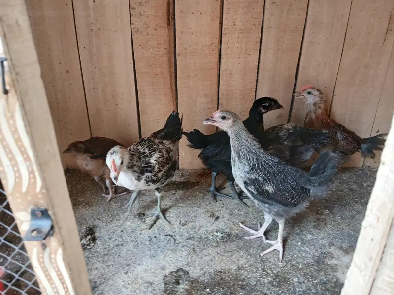 Desi Murgi chiks — photo 4