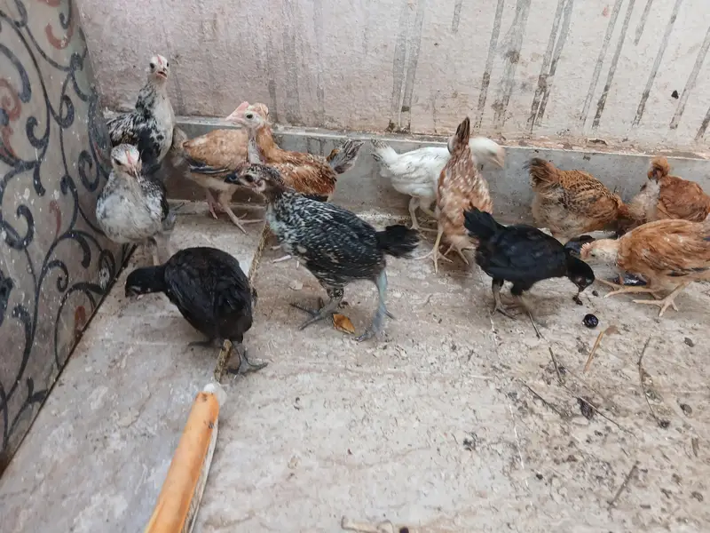 Desi Murgi chiks — photo 5