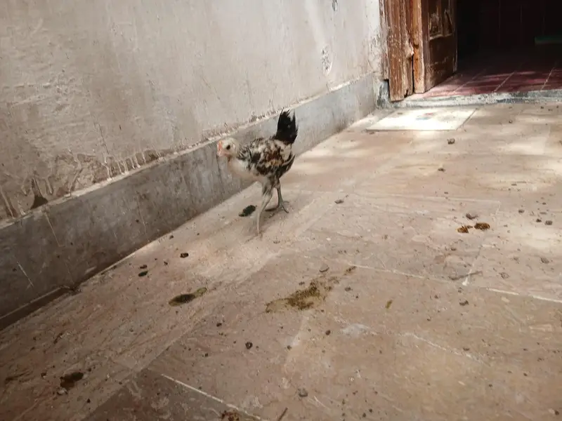 Desi Murgi chiks — photo 6