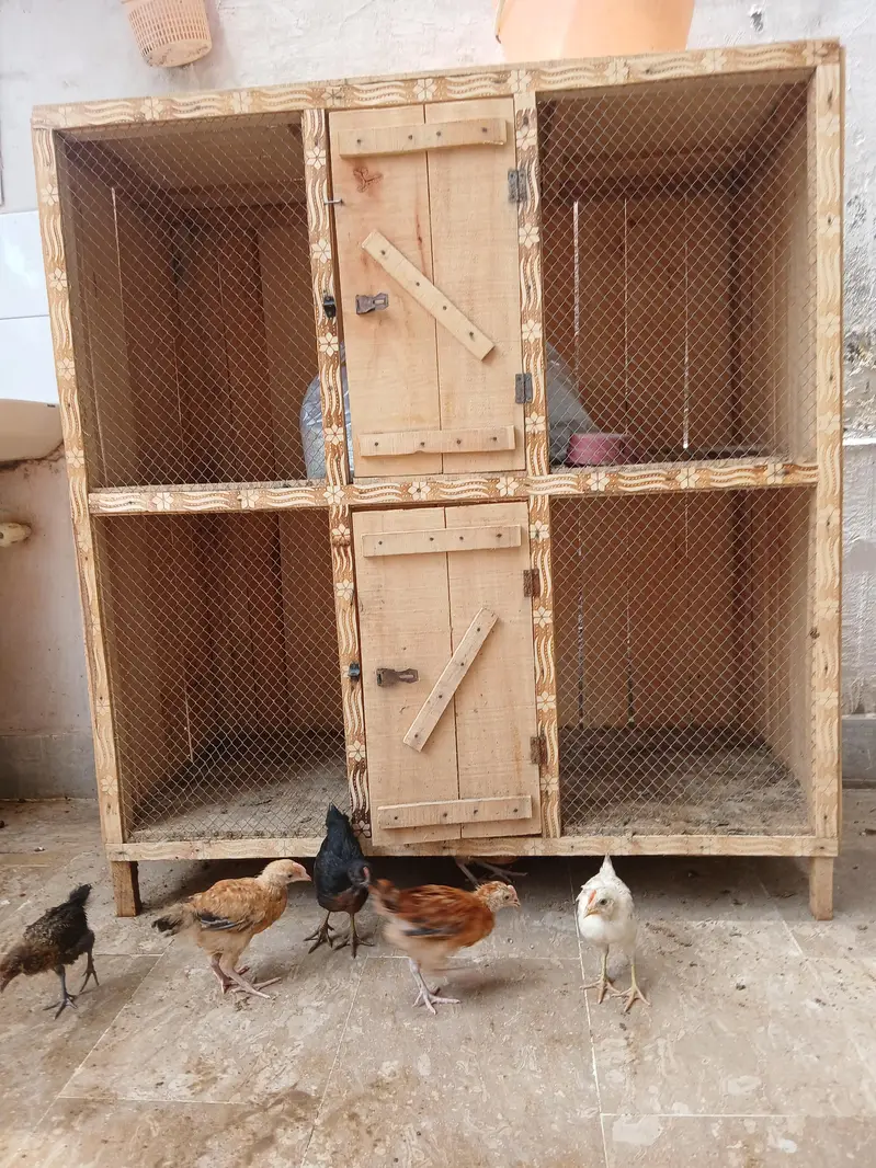 Desi Murgi chiks — photo 7
