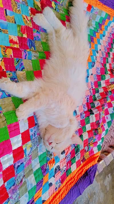 Cats for sale