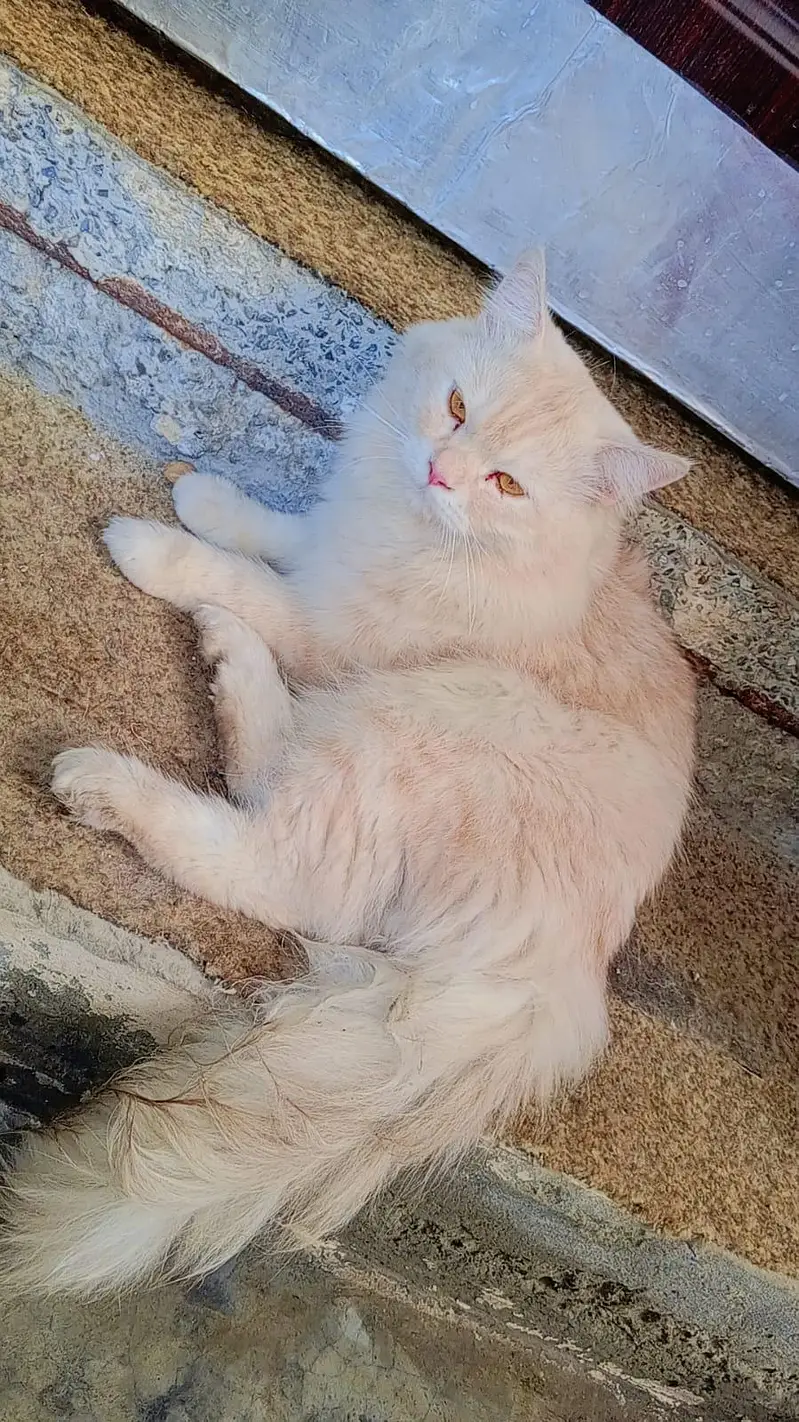 Cats for sale — photo 4