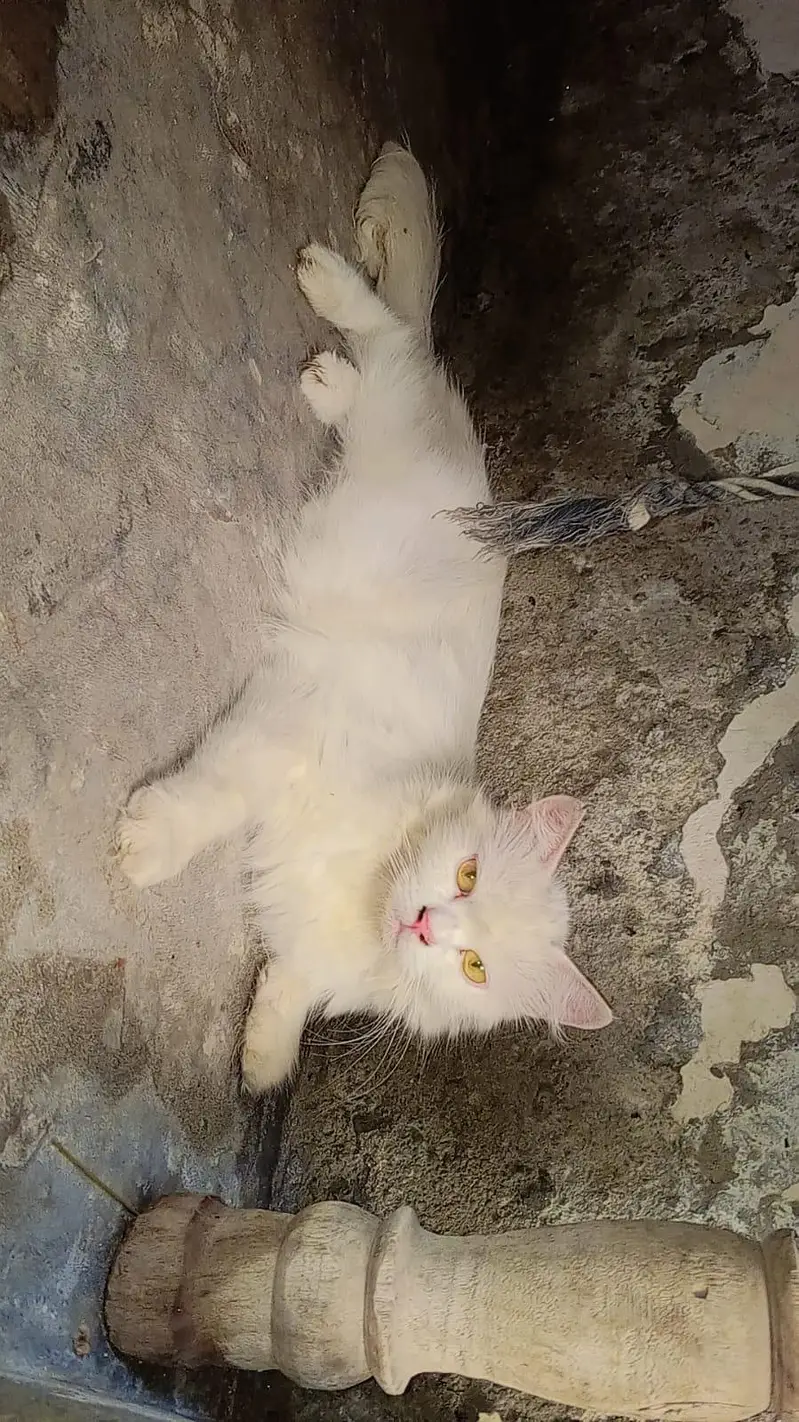 Cats for sale — photo 6