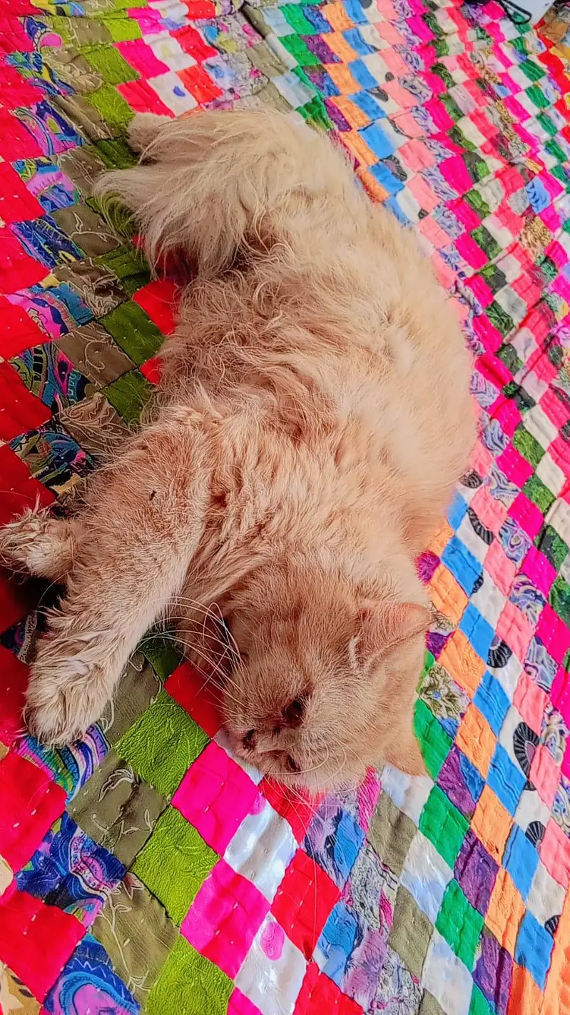Cats for sale — photo 7