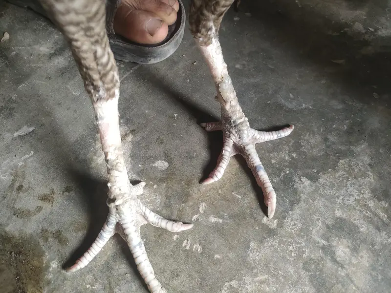 healthy aseel two pure aseel hen and lay egg — photo 3