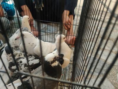 7 fancy pigeons for sell