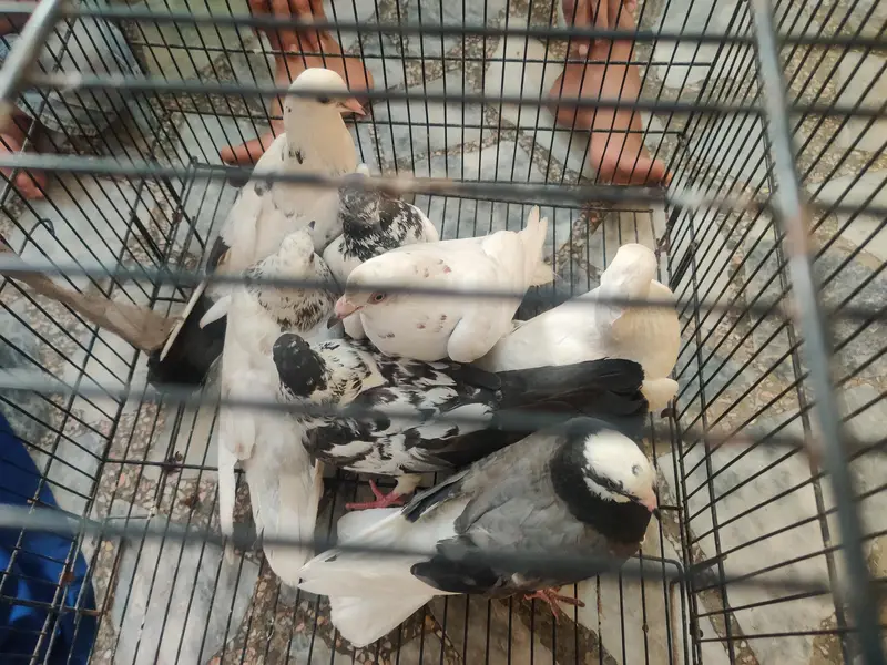 7 fancy pigeons for sell — photo 2