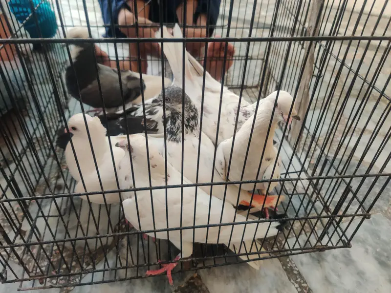 7 fancy pigeons for sell — photo 3