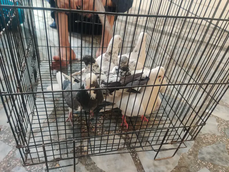 7 fancy pigeons for sell — photo 4