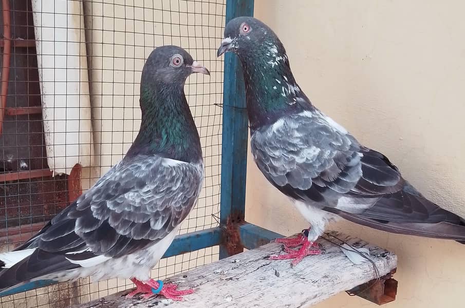 dab wala breader pair 0