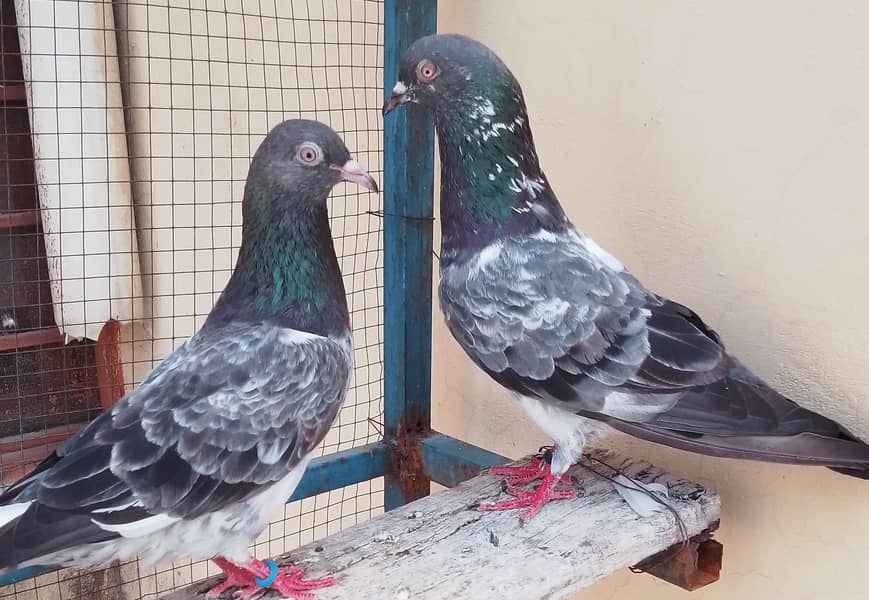 dab wala breader pair 1