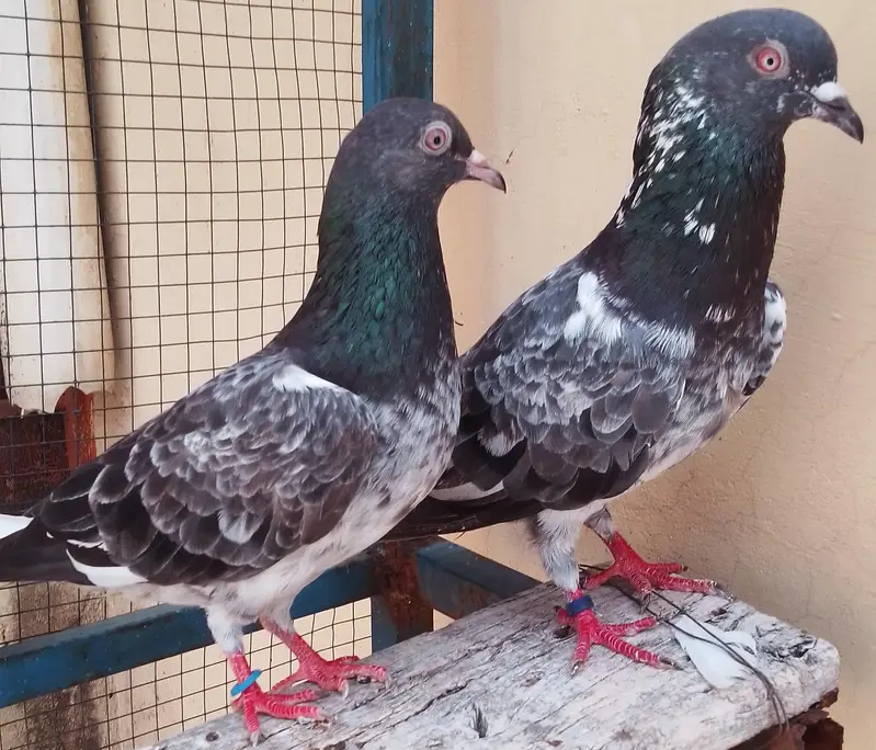 dab wala breader pair — photo 3
