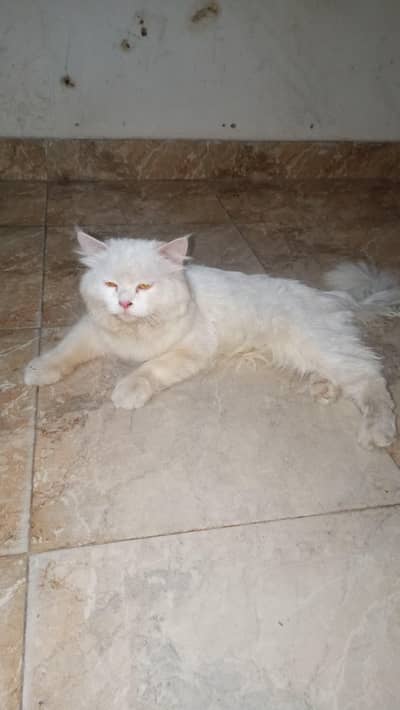 1 sale Age For sale Orgent sale kar rha hun