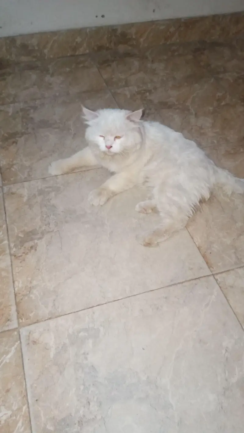 1 sale Age For sale Orgent sale kar rha hun — photo 3