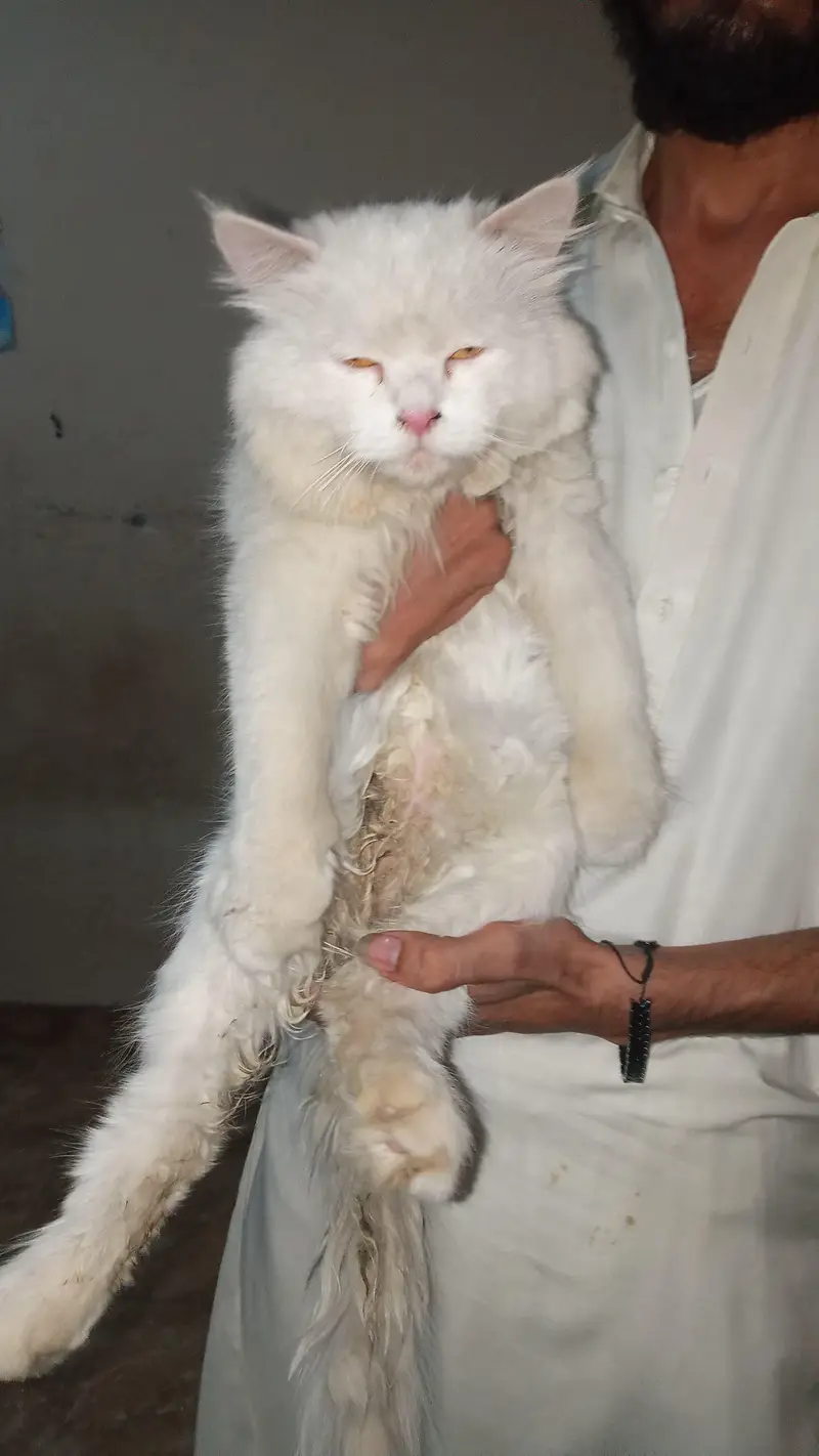 1 sale Age For sale Orgent sale kar rha hun — photo 4