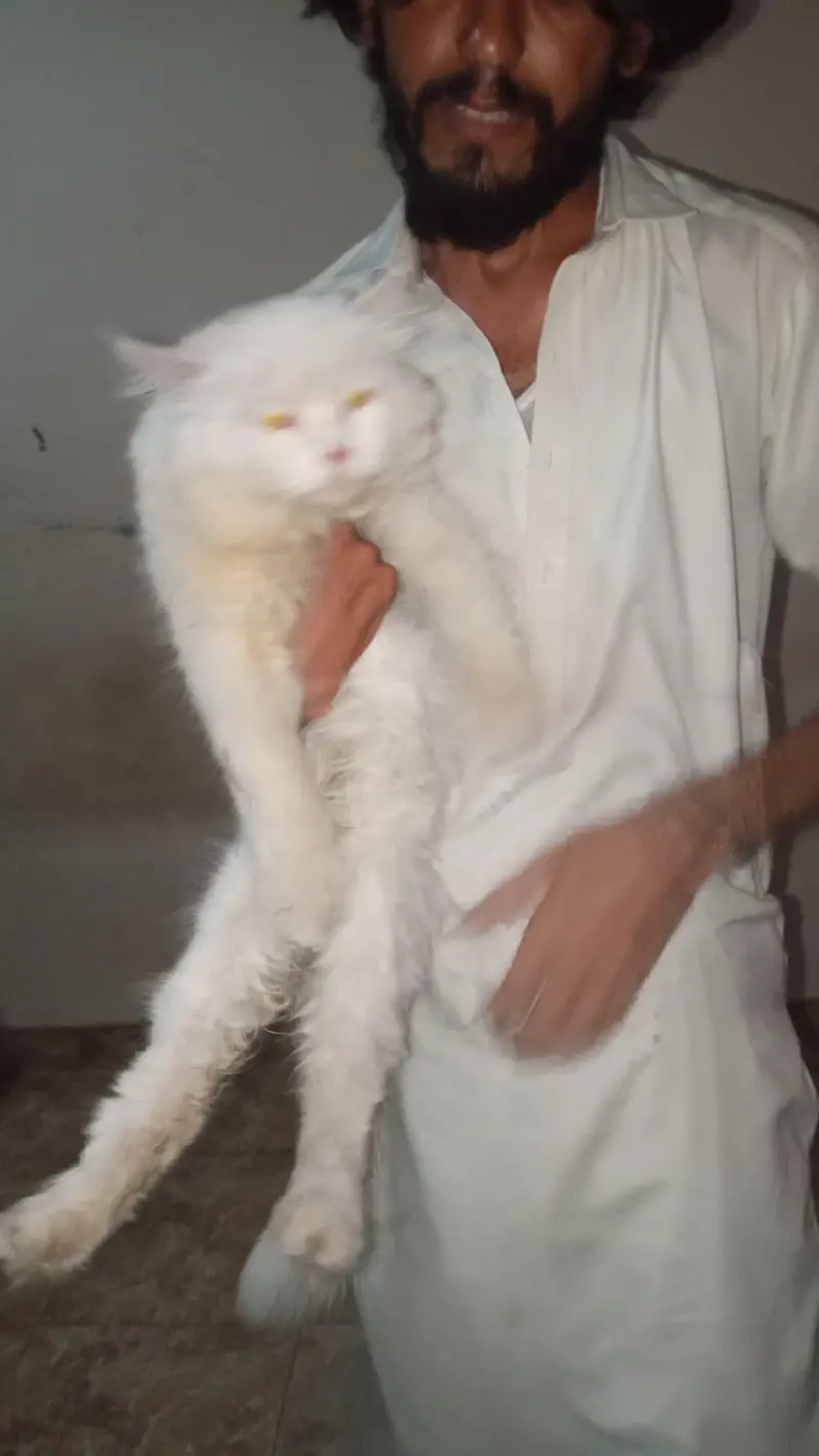 1 sale Age For sale Orgent sale kar rha hun — photo 5