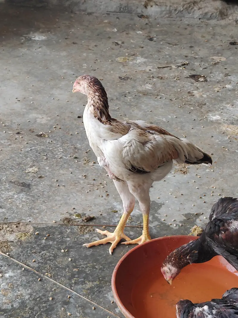 WE ARE SELLING PURE SHAMO ASEEL FOR CHEAP PRICES. — photo 2