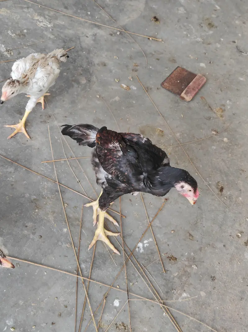 WE ARE SELLING PURE SHAMO ASEEL FOR CHEAP PRICES. — photo 3
