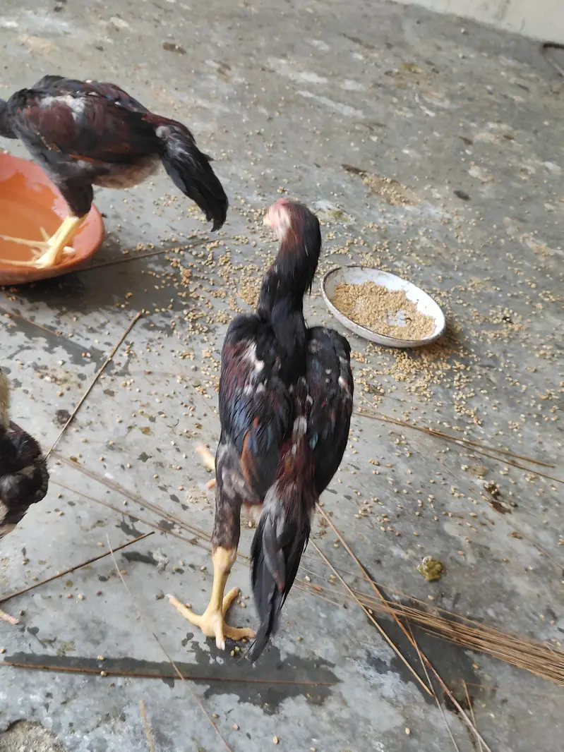WE ARE SELLING PURE SHAMO ASEEL FOR CHEAP PRICES. — photo 4