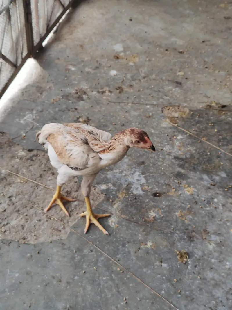 WE ARE SELLING PURE SHAMO ASEEL FOR CHEAP PRICES. — photo 5