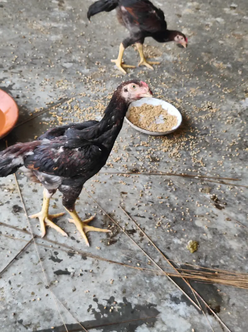 WE ARE SELLING PURE SHAMO ASEEL FOR CHEAP PRICES. — photo 6