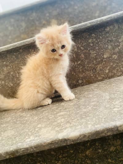 Triple Coat Persian cat brown