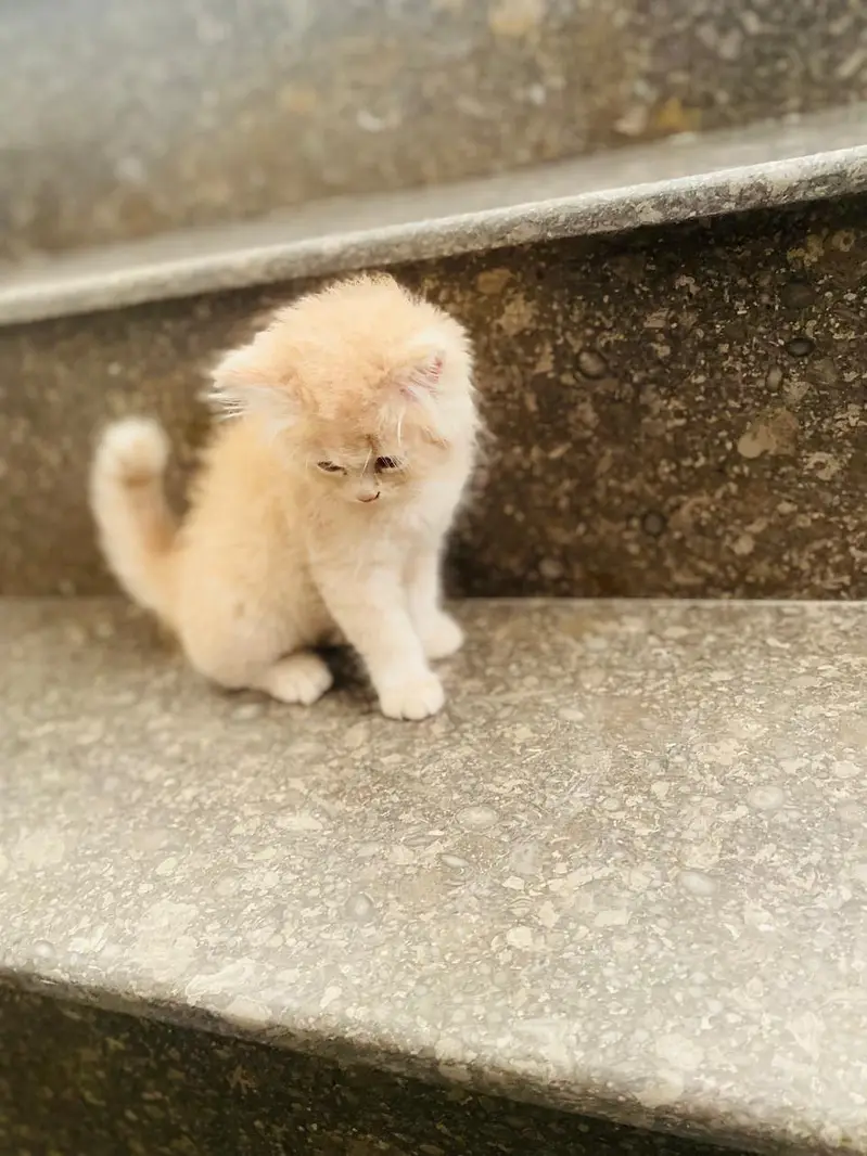 Triple Coat Persian cat brown — photo 2