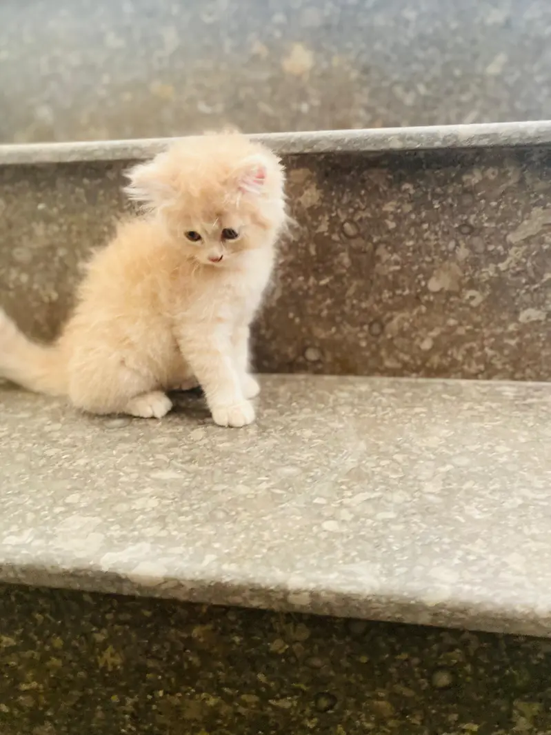 Triple Coat Persian cat brown — photo 3