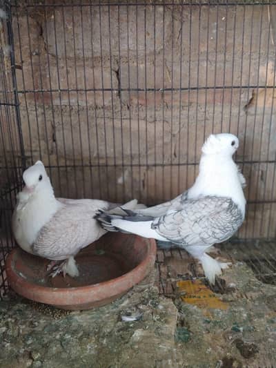 breader ready for sale, fancy kaboter, beautiful color