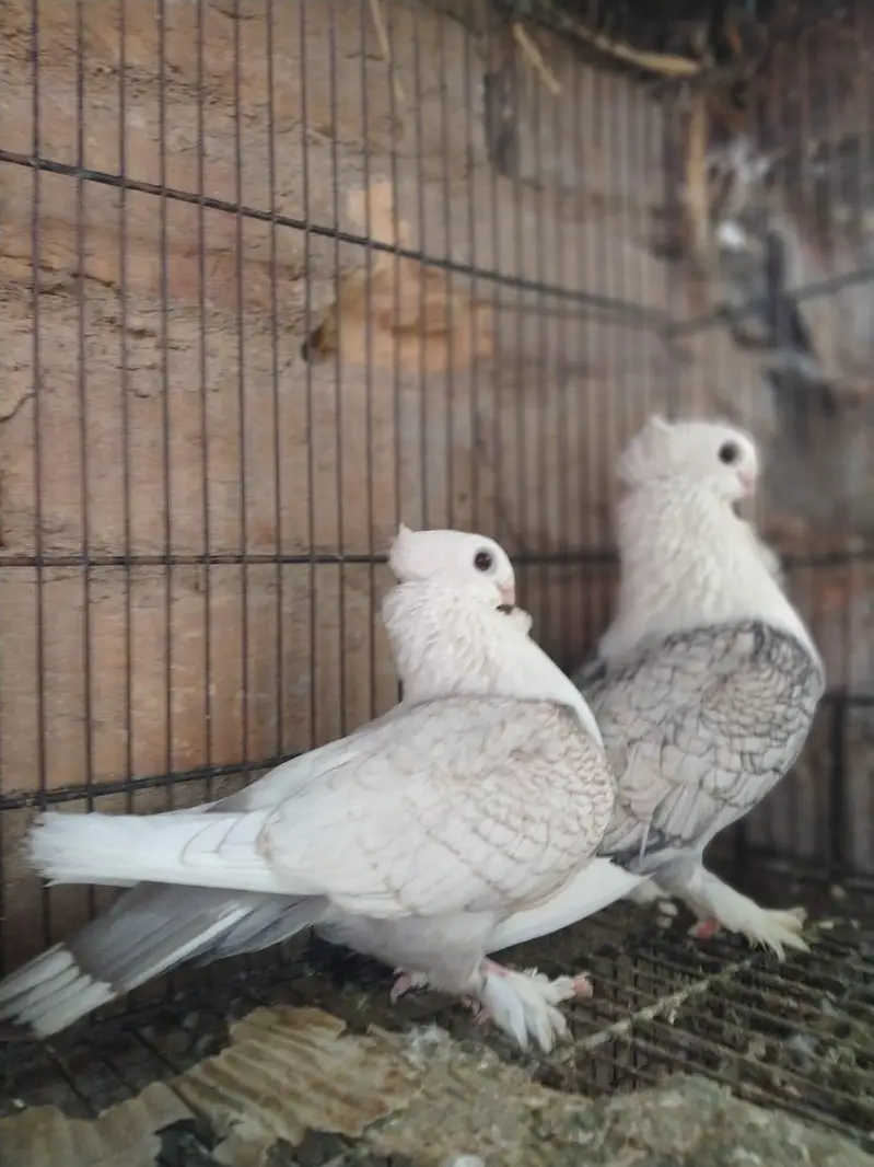 breader ready for sale, fancy kaboter, beautiful color — photo 4
