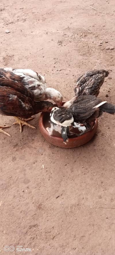 Aseel chicks