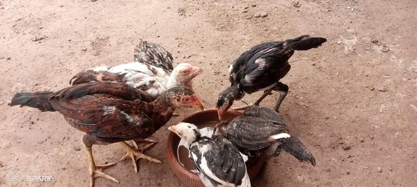 Aseel chicks — photo 2