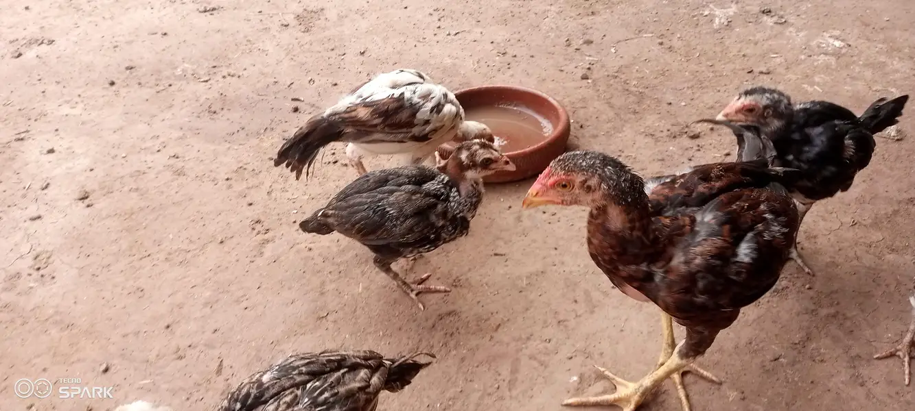 Aseel chicks — photo 3