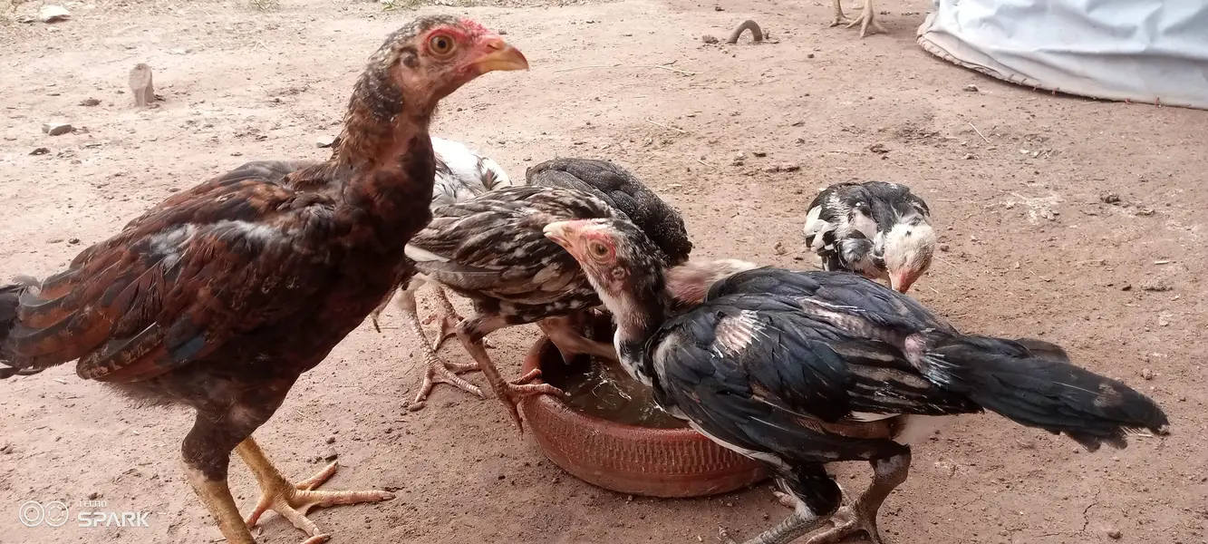 Aseel chicks — photo 4