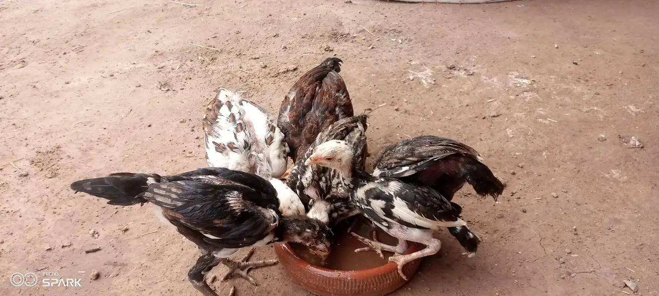Aseel chicks — photo 5
