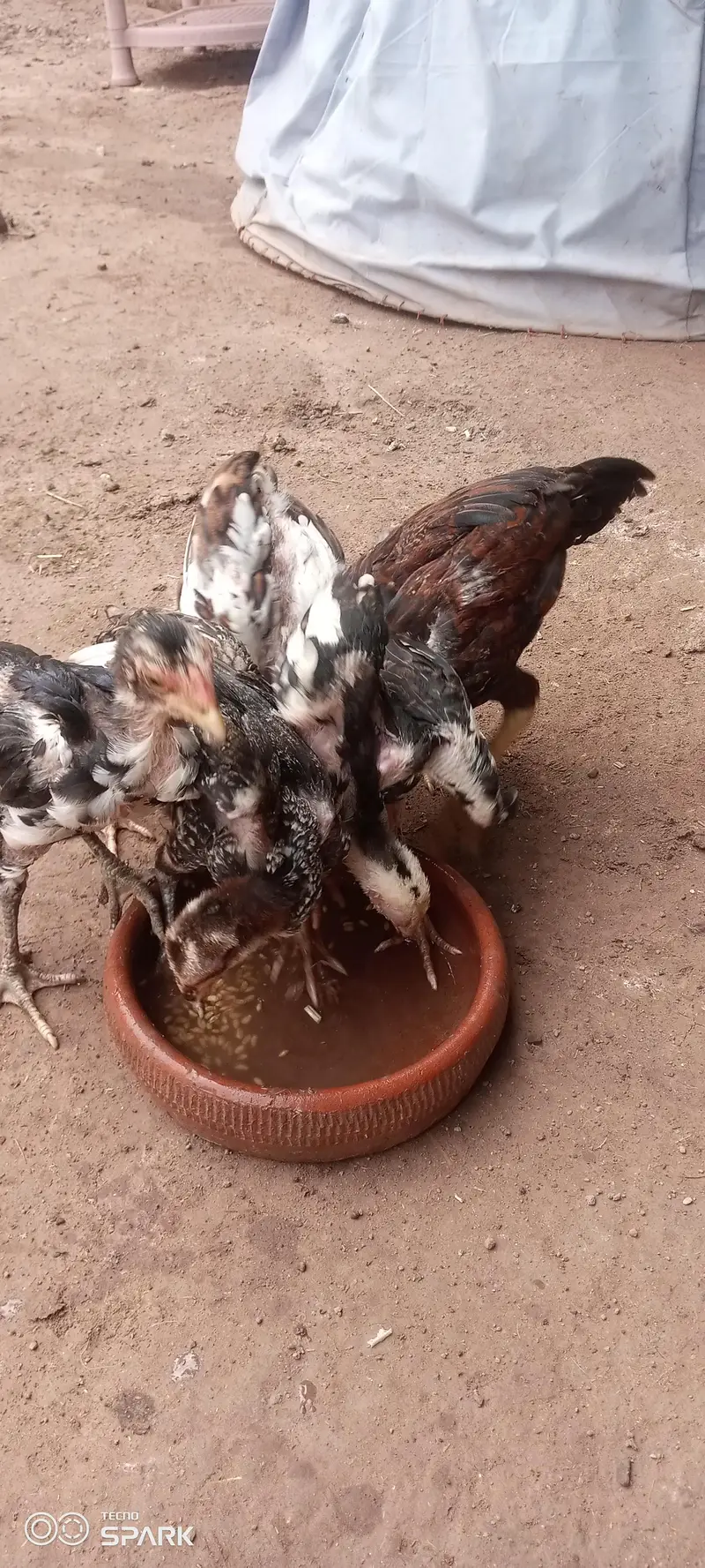 Aseel chicks — photo 6